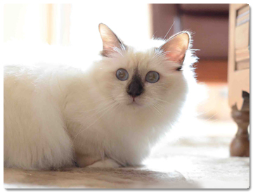 chocolate point birman