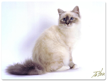 TICA RW SGC Birman Of The Year